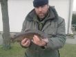 Bachforelle 1,3kg 15.2.2011.jpg
